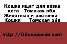 Кошка ищет для вязки кота - Томская обл. Животные и растения » Кошки   . Томская обл.